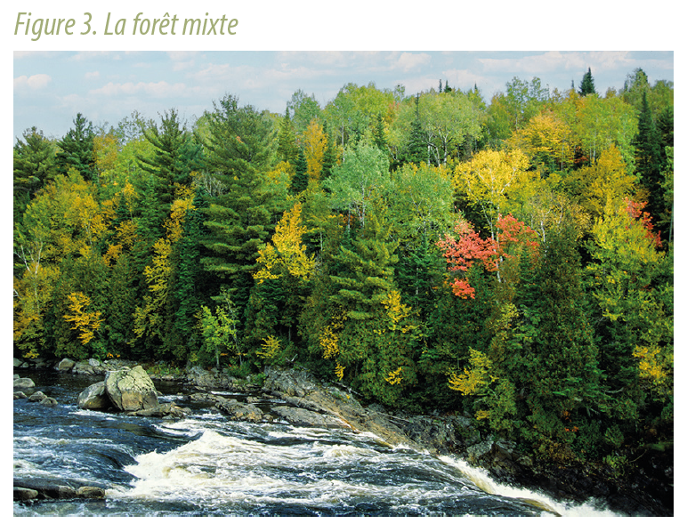 La composition des forêts du Québec comment s’y reconnaître — free download